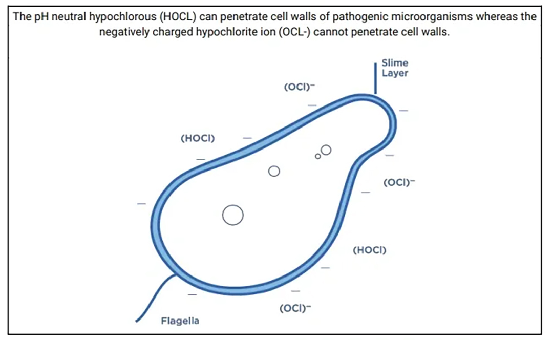 The pH neutral hupochlorous (HOCl) can penetrate cell walls of pathogenic microorganisms whereas the negative charged Hypochlorite ion (OCl-) cannot penetrate cell walls